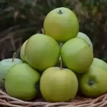 Яблоня сорт Уральское наливное